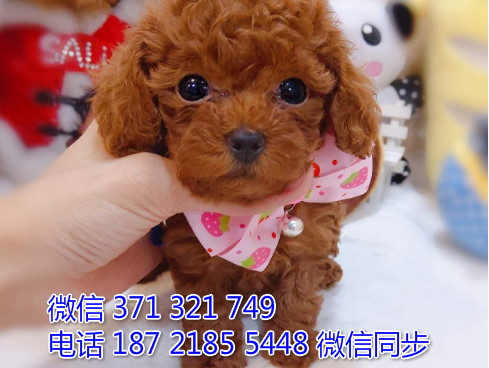 犬舍泰迪纯种幼犬出售 犬舍直泰迪 犬舍狗场宠