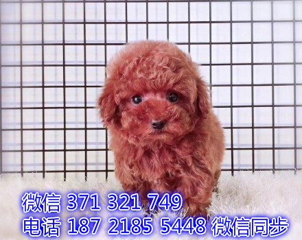 犬舍直销，哪里有宠物泰迪犬，精品小型中型大型犬