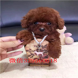  南昌哪里能买到纯种茶杯犬茶杯犬能长多大犬