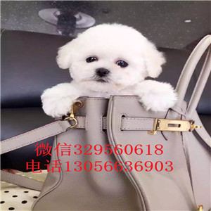  牡丹江哪里有纯种茶杯出售茶杯犬能长多大犬