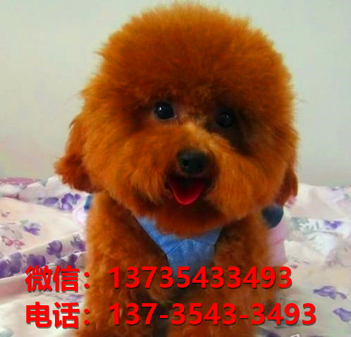 长沙哪里有泰迪犬出售卖狗买狗地方有狗市场犬