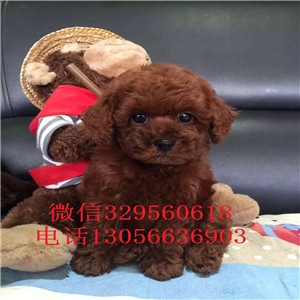  赤峰哪里能买到纯种茶杯犬茶杯犬能长多大茶