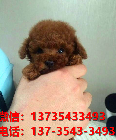 廊坊宠物狗犬舍出售纯种泰迪犬卖狗买狗地方在