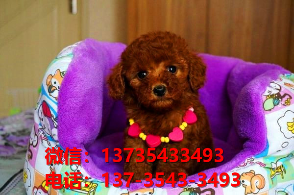 廊坊宠物狗犬舍出售纯种泰迪犬幼犬卖狗买狗哪里有狗市场