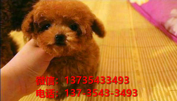 盐城宠物狗狗犬舍出售纯种泰迪幼犬卖狗买狗地方在哪有狗市场