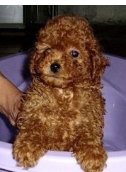 西畴县买狗买泰迪犬 云南狗场漂亮小泰迪出售