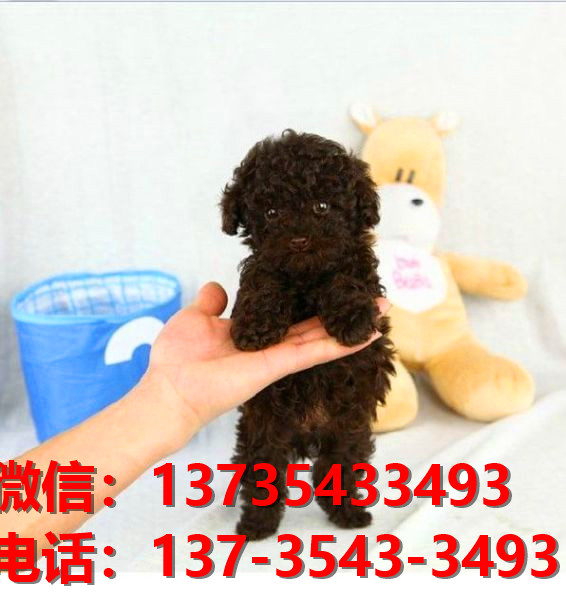 承德宠物狗犬舍出售纯种泰迪犬幼犬卖狗买狗地