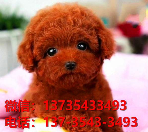 淮北宠物狗狗犬舍出售纯种泰迪犬卖狗地方在哪里有狗市场买狗