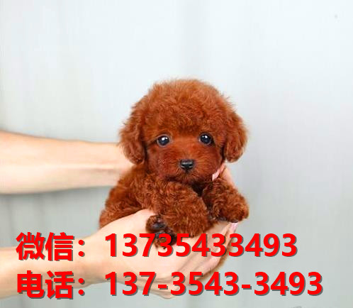 湘潭宠物狗犬舍领养纯种迷你泰迪犬网上买狗卖