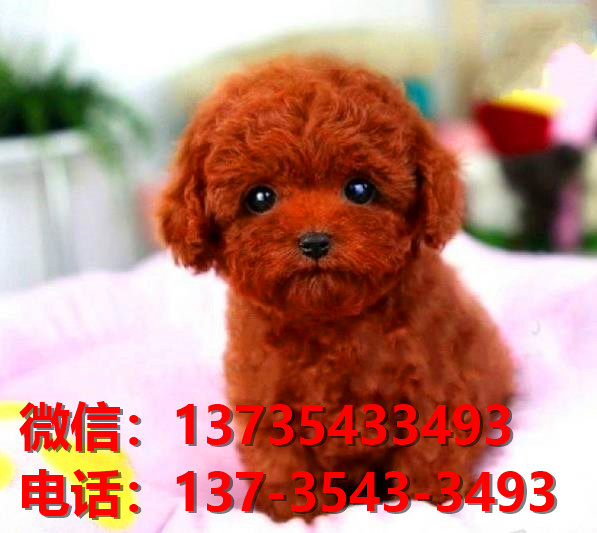 阳江宠物狗犬舍出售纯种泰迪犬网上卖狗买狗地