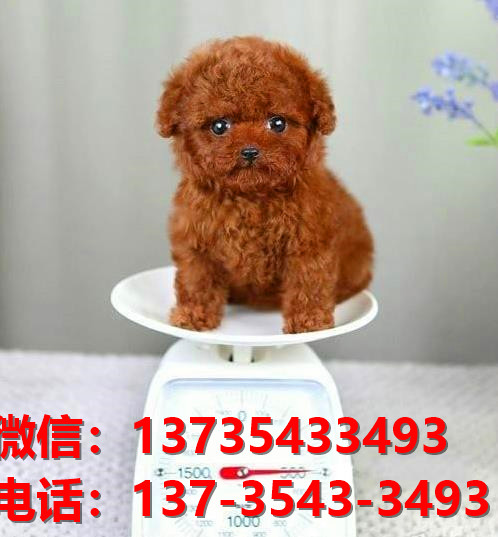 漯河宠物狗犬舍出售纯种泰迪犬网上买狗卖狗地