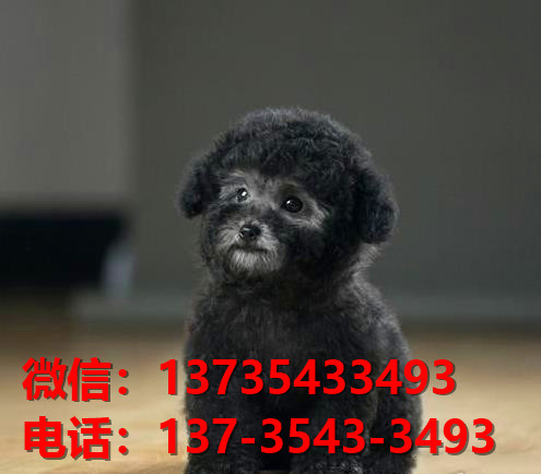 郴州宠物狗犬舍领养泰迪犬卖狗买狗网站在哪有