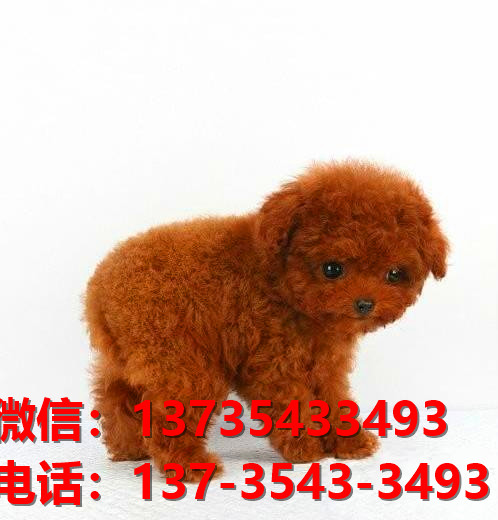 娄底犬舍宠物狗出售纯种泰迪犬卖狗买狗网站在