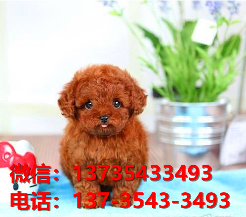 清远宠物狗犬舍出售纯种泰迪犬网上买狗卖狗地