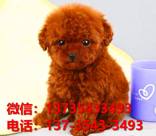 十堰宠物狗犬舍出售纯种泰迪犬卖狗买狗网站在