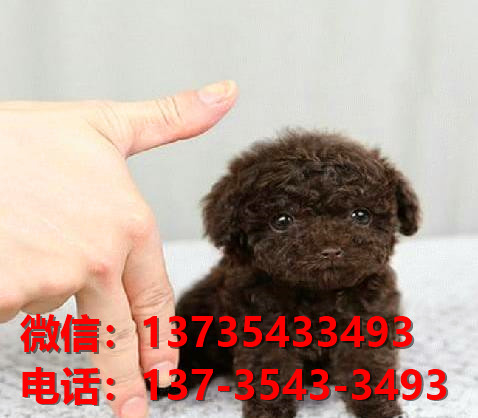 文山宠物狗狗犬舍出售纯种茶杯泰迪犬卖狗买狗