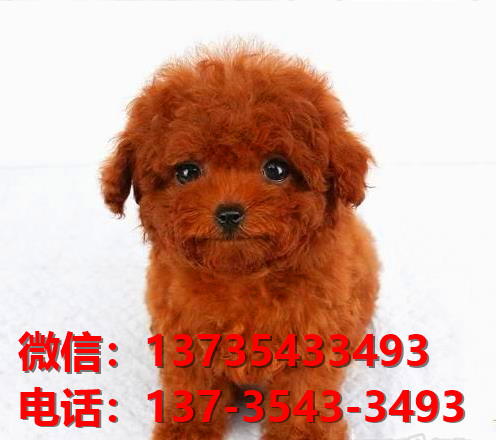 德阳宠物狗犬舍出售纯种茶杯泰迪犬网上卖狗买