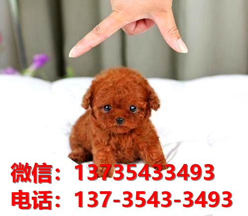 楚雄宠物狗狗犬舍出售纯种茶杯泰迪犬卖狗买狗