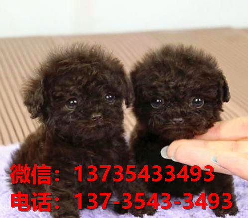 合肥犬舍出售纯种泰迪犬卖狗买狗在哪有狗市茶