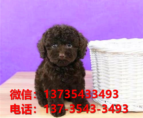 玉溪宠物狗狗犬舍出售纯种茶杯泰迪犬买狗卖狗