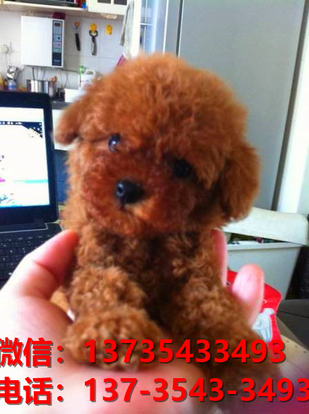 内江宠物狗犬舍出售纯种泰迪犬网上买狗卖狗地方在哪有狗市场领养