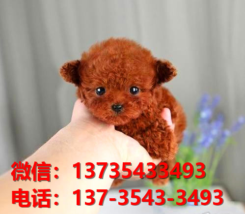 眉山宠物狗犬舍出售纯种茶杯泰迪犬网上卖狗买