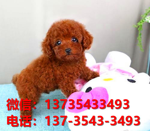 杭州犬舍出售纯种泰迪犬卖狗买狗在哪有狗市茶