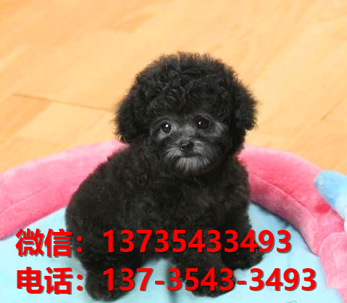 甘孜宠物狗狗犬舍出售纯种茶杯泰迪犬网上买狗