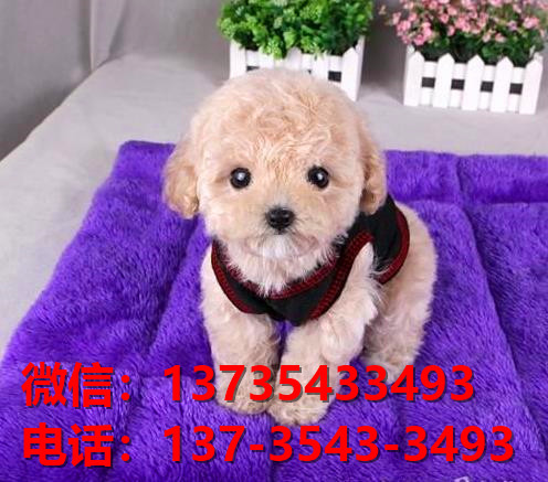 武汉宠物狗狗犬舍出售纯种泰迪犬卖狗买狗地方