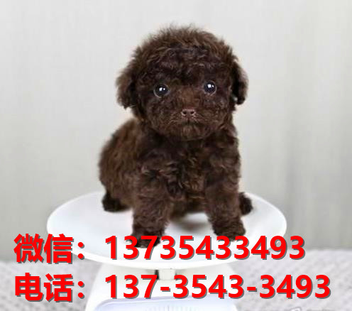 杭州宠物狗狗犬舍出售纯种泰迪犬多少钱 茶杯