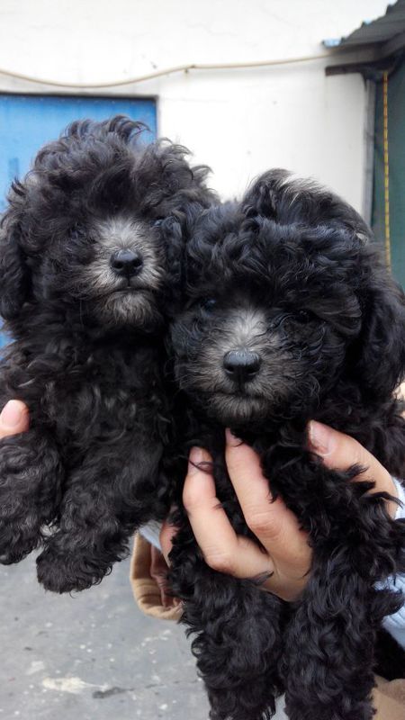 保山龙陵县买狗 龙陵县买灰泰迪请进