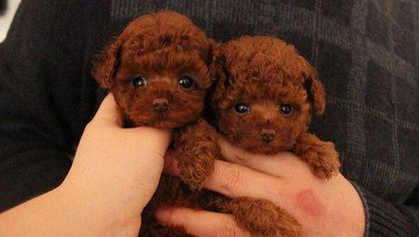 陇川县买宠物狗 陇川县买泰迪 狗场小泰迪出售