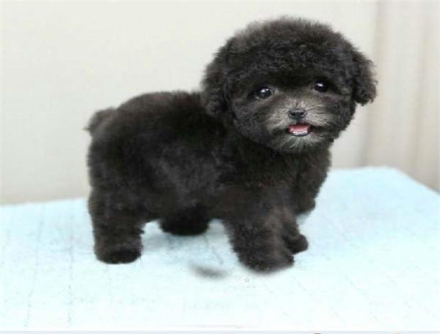 广州纯种泰迪幼犬价格 实体养殖场多个热门品种出售