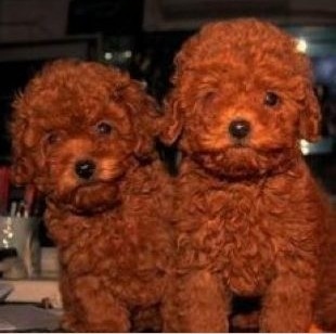 昭通买泰迪 镇雄县买泰迪 狗场可爱泰迪出售