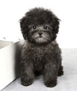 丽江买灰泰迪请进 狗场纯种可爱灰泰迪出售