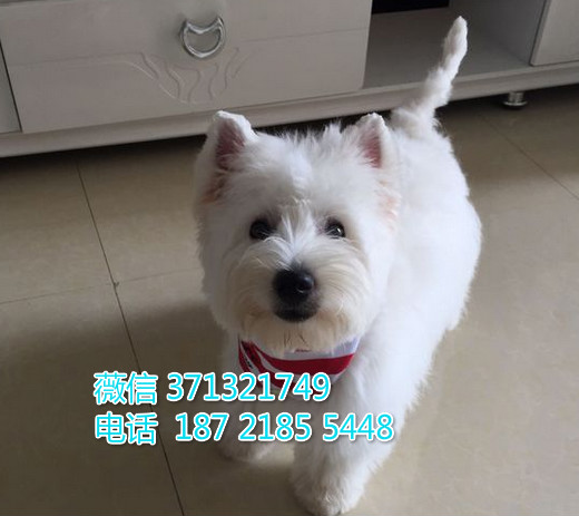 西高地犬出售白色一窝，健康北京犬舍繁殖 超迷人西高地