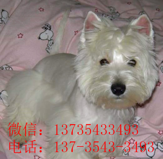 沈阳宠物狗狗犬舍出售纯种西高地犬买狗卖狗市场在哪