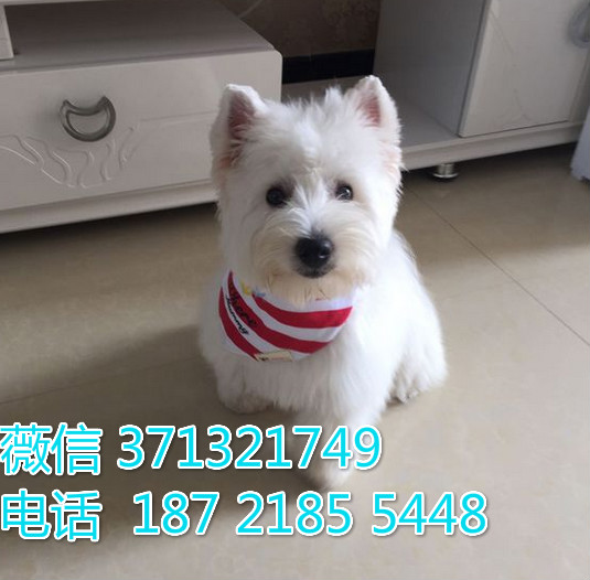 西高地犬出售纯种幼犬，小型犬西高地狗狗，健康聪