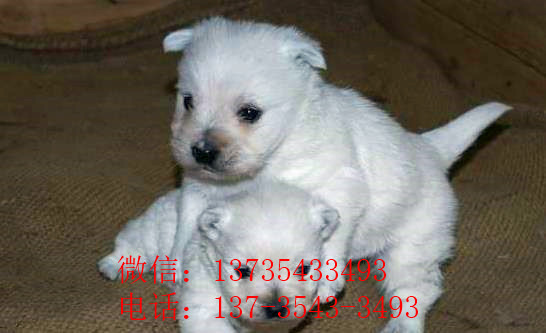 济南宠物狗狗犬舍出售纯种西高地犬买狗卖狗市场在哪