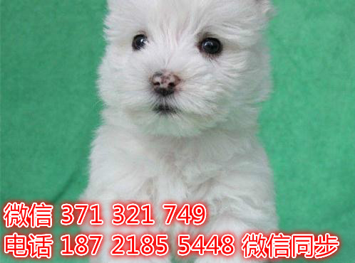 合肥全国发货 犬舍繁殖 西高地犬出售纯种幼犬