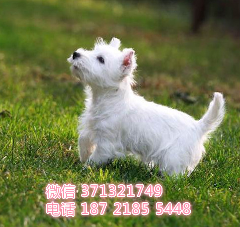 济南宠物 西高地犬出售纯种 济南犬舍 济南特价宠物