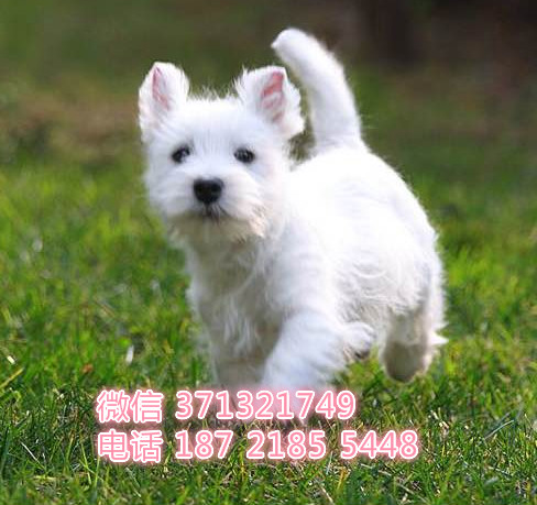 武汉狗狗 出售西高地犬纯种幼犬 武汉狗场 全