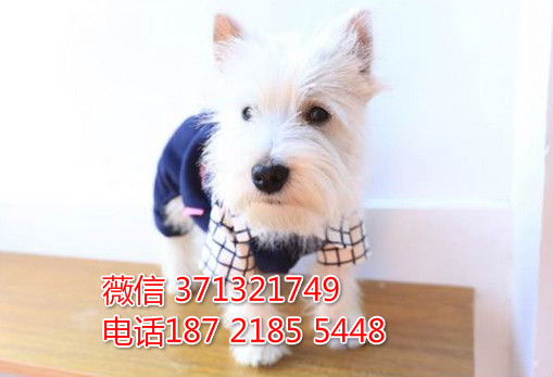 南京狗狗 西高地犬出售 南京特价宠物狗狗 