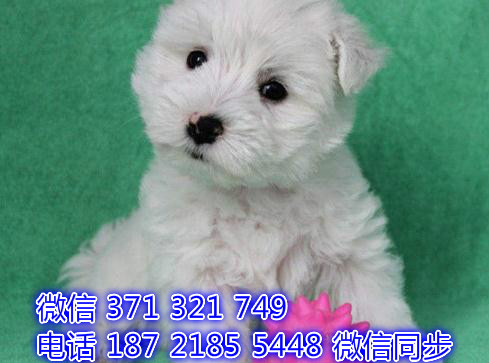 太原宠物狗狗 西高地犬纯种幼犬 太原犬舍在哪里