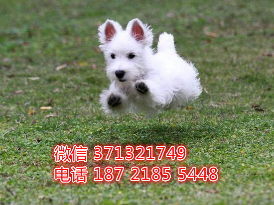 杭州狗狗 西高地犬出售纯种幼犬 杭州犬舍 特价宠物