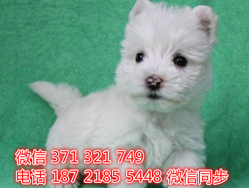 大连宠物狗狗 西高犬纯种幼犬 大连犬舍狗场批