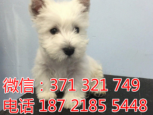 全国特惠 西高地犬纯种幼犬 支持上门 支持空运汽运 包健康只