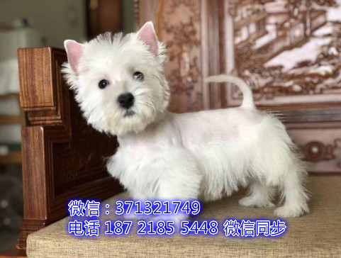 上海特价 西高地犬出售纯种幼犬 专业繁殖专业