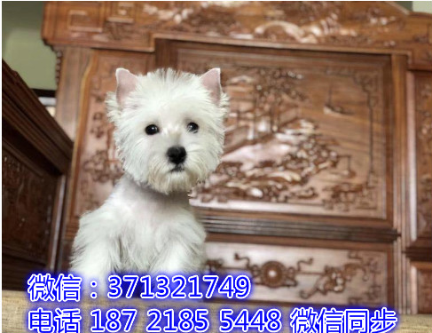 厦门特价 西高地犬出售纯种幼犬 专业繁殖专业发货 可上门看谢