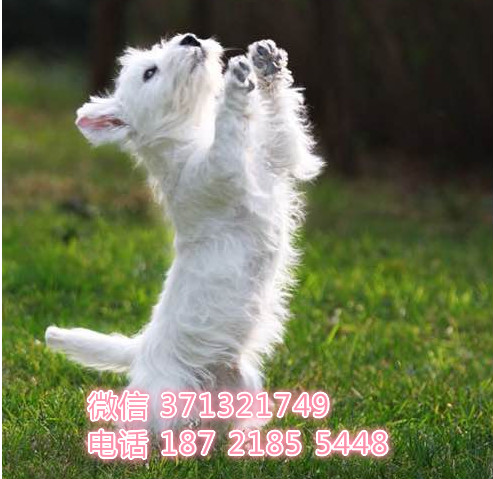 深圳宠物狗狗 西高地犬出售幼犬 全国可以发货巡